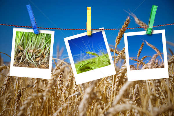 photos of wheat hang on rope with pins. Seasonal growth concept Stock photo © artjazz
