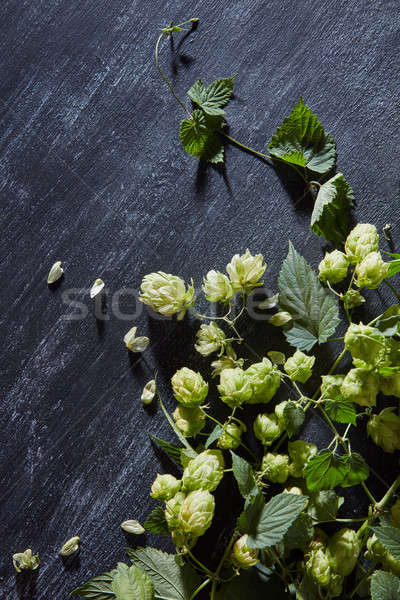Fresche verde hop ramo legno legno Foto d'archivio © artjazz
