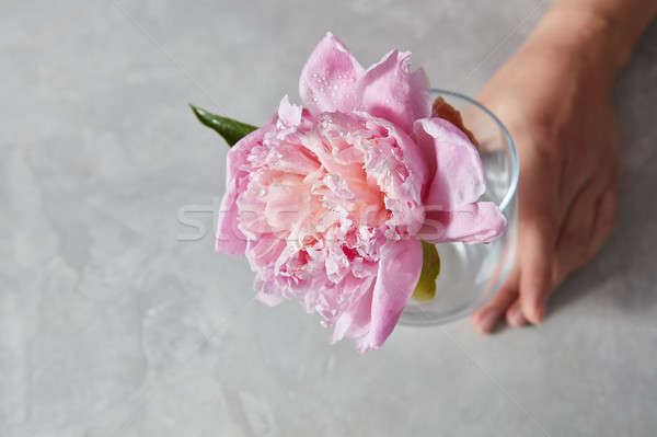 Womans hand hold an elegant pink peony flower in a glass vase on Stock photo © artjazz