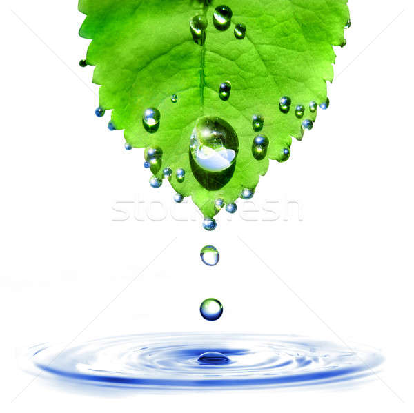 Stock photo: green leaf with water drops and splash isolated on white