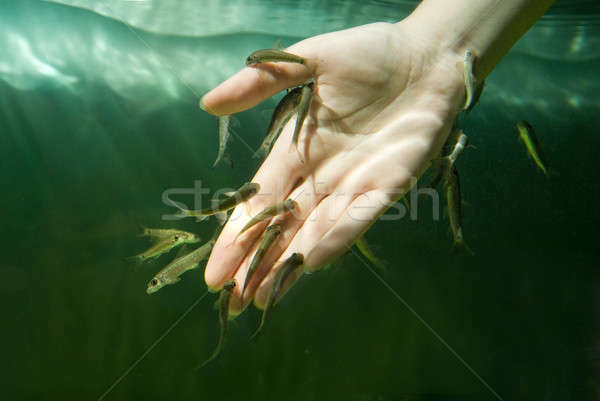 Hand in water with fishes (Fish spa for skin care) Stock photo © artjazz