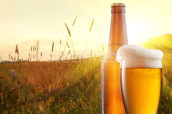 Glass of beer and bottle against wheat field and sunset Stock photo © artjazz