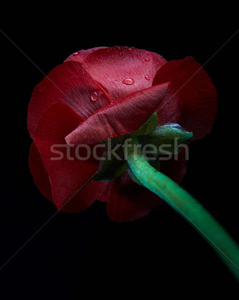 Close up red Persian buttercup flower with water drops isolated  Stock photo © artjazz