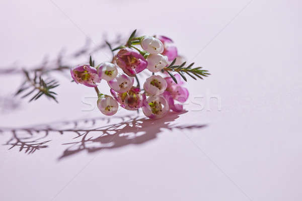 Rosa flores oscuridad hermosa floración rama Foto stock © artjazz
