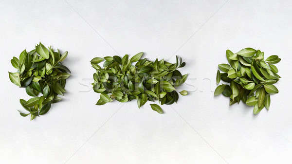 Satzzeichen grüne Blätter isoliert weiß Blatt bedeckt Stock foto © artjazz