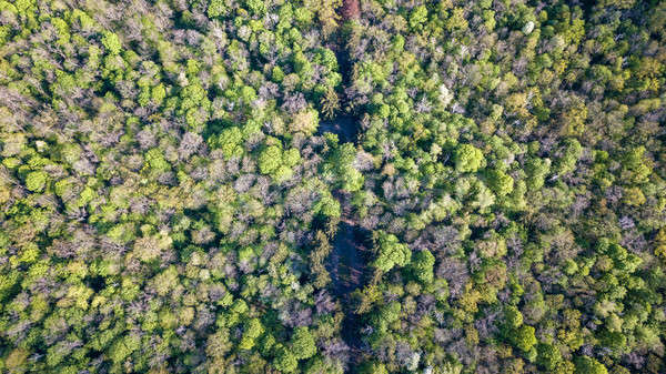 Kilátás erdő zöld fák út középső Stock fotó © artjazz