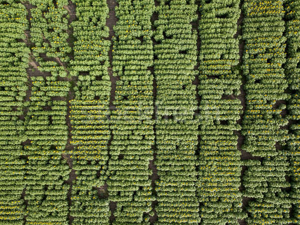 Agrícola campo girassol foto verão Foto stock © artjazz