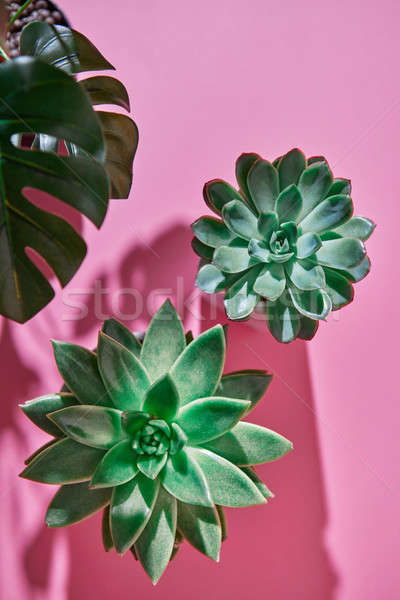 Top view shot succulent plant Echeveria, green leaves Monstera p Stock photo © artjazz