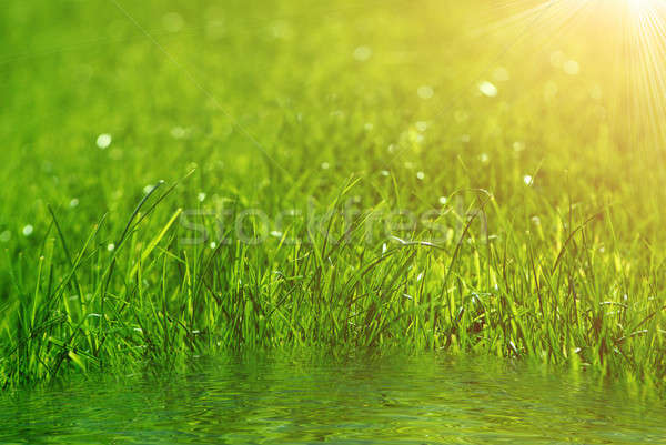 Stock photo: green grass background