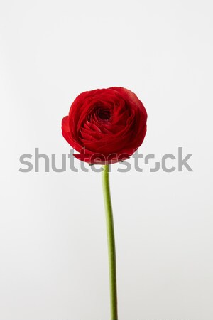 red ranunculus flower on a white background Stock photo © artjazz