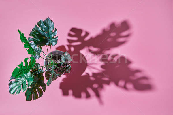 Top view shot Monstera plant Philodendron and shadows from the l Stock photo © artjazz
