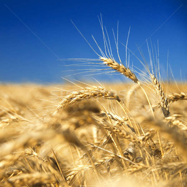 golden wheat against blue sky Stock photo © artjazz