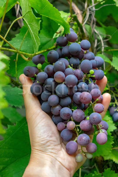 Kéz köteg érett szőlő zöld levelek ízletes Stock fotó © artjazz