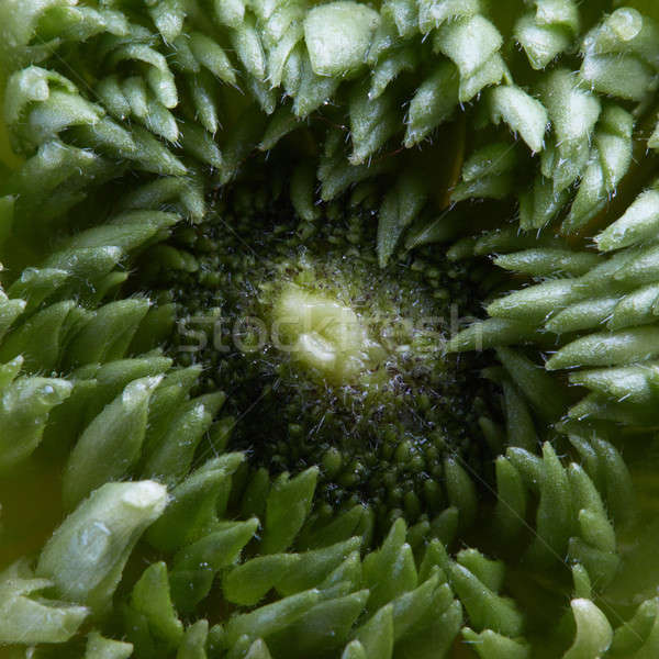 Closeup of a single green clove flower petals Stock photo © artjazz