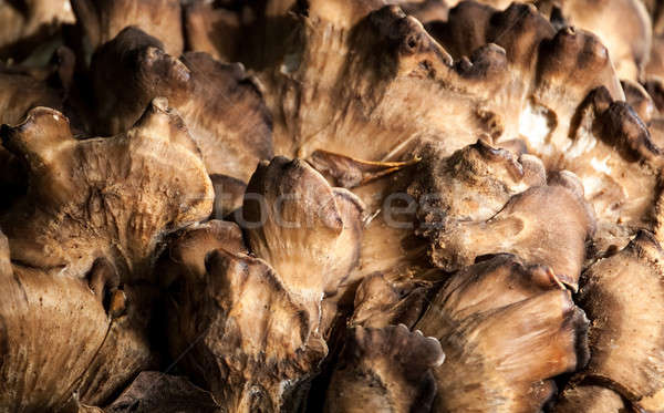 Pilze Foto zunehmend Baum Textur Stock foto © Artlover