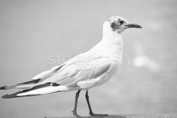 Möwe schwarz weiß Foto Strand Vogel Tier Stock foto © Artlover