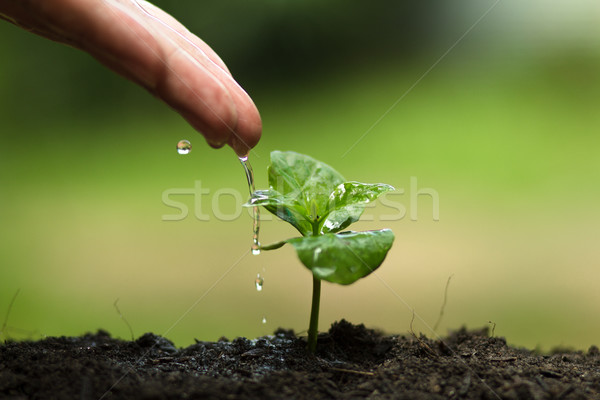 Usine arbre eau vie jeunes saleté [[stock_photo]] © artrachen