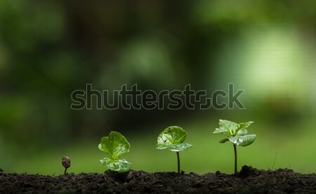 plant a tree,Protect the tree,Hand Help the tree,Growing step,Watering a tree,care tree,nature backg Stock photo © artrachen