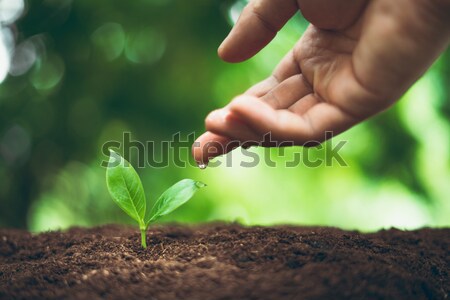 Foto stock: Planta · árvore · água · vida · jovem · sujeira