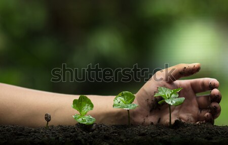 Usine aider arbre jardin fond vert [[stock_photo]] © artrachen