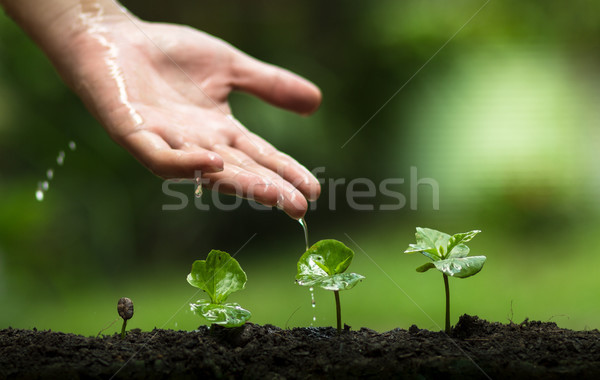 Növény kávé fák frissesség kezek locsol Stock fotó © artrachen