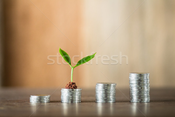 Négy pénz fa természetes fény pénzügy növekedés Stock fotó © artrachen