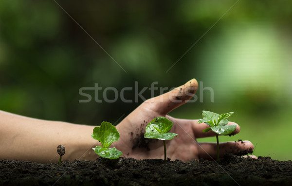 Usine aider arbre jardin fond vert [[stock_photo]] © artrachen