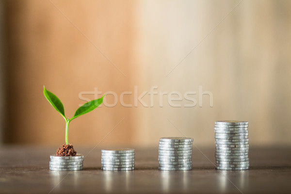 Négy pénz fa természetes fény pénzügy növekedés Stock fotó © artrachen