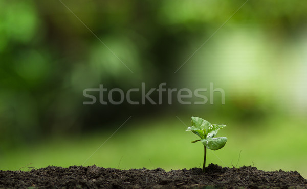 Növény fa víz élet fiatal kosz Stock fotó © artrachen