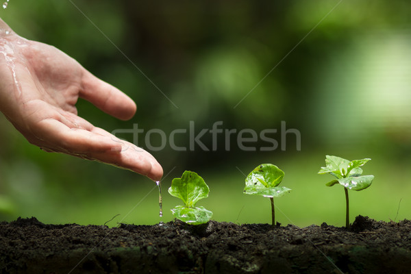 Plant helpen boom tuin achtergrond groene Stockfoto © artrachen