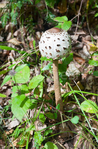 Foto d'archivio: Commestibile · foresta · funghi · chiuso · ombrello · erba