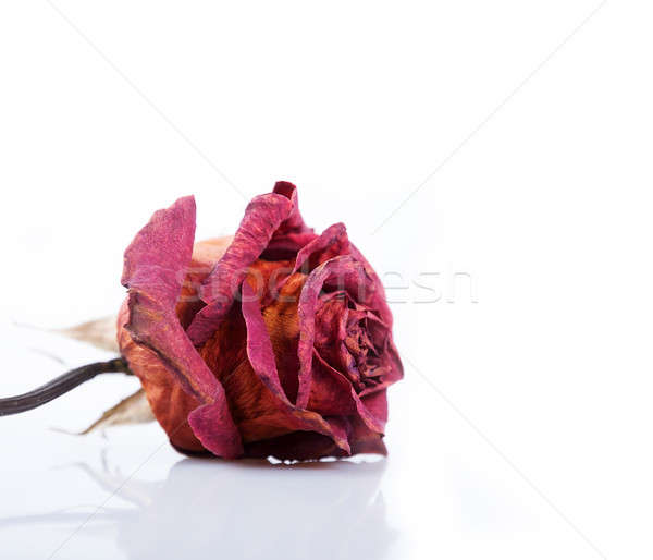 Dried red rose  Stock photo © Artspace