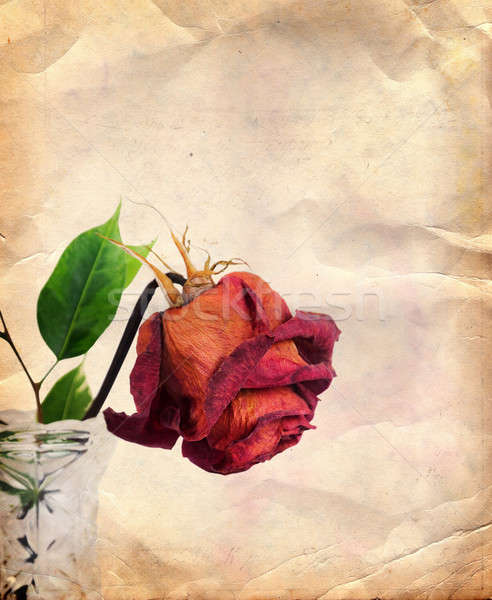 Vintage background with dried rose Stock photo © Artspace