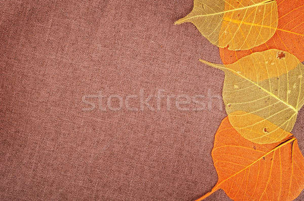Decorative autumn background Stock photo © Artspace