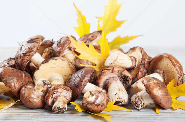  Forest mushrooms and leaves. Stock photo © Artspace