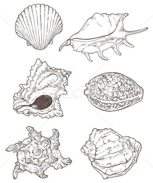 Establecer mar conchas vector dibujado a mano naturaleza Foto stock © Artspace