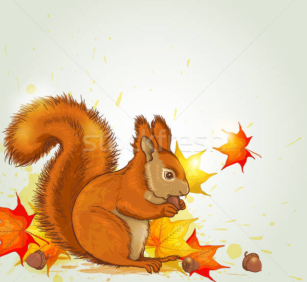 Stock photo: Squirrel and maple leaves