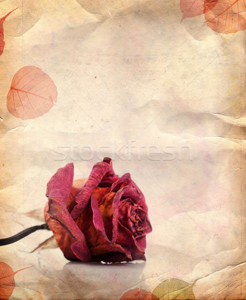 Dried red rose and leaves Stock photo © Artspace
