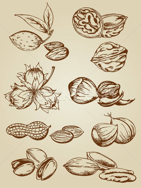 set of various nuts Stock photo © Artspace