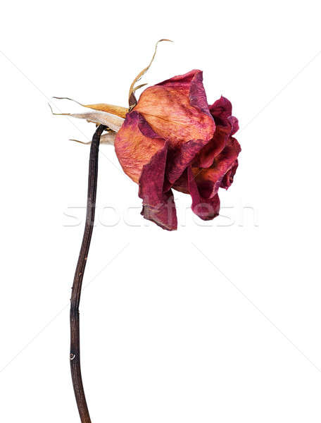 Dried rose Stock photo © Artspace