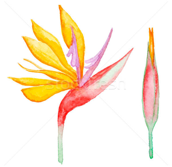 Watercolor tropical flower Stock photo © Artspace