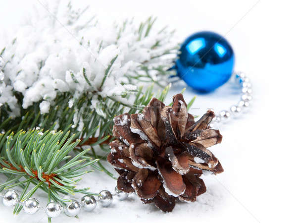 Stock photo:  pine cone  and fir branch 