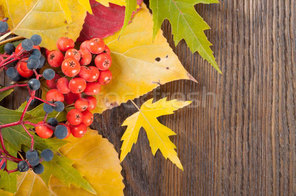 Yellow leaves and rowan berries. Stock photo © Artspace