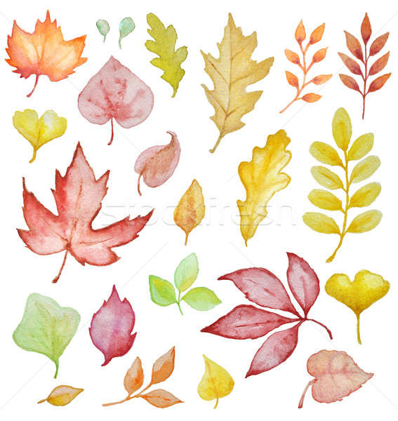 Stock photo: Watercolor leaves