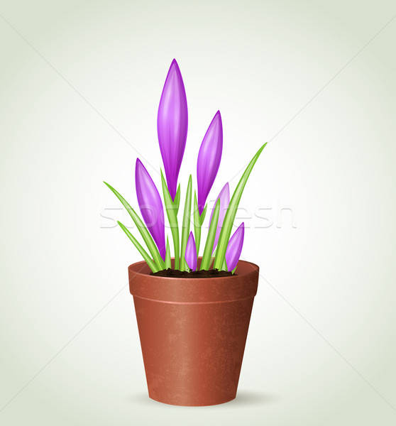 Maceta vector violeta primavera verde planta Foto stock © Artspace