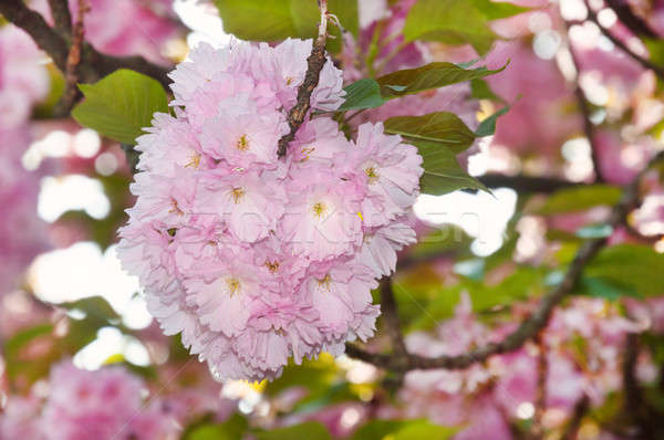Cherry blossom in spring time Stock photo © Artspace