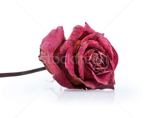 Dried red rose  Stock photo © Artspace
