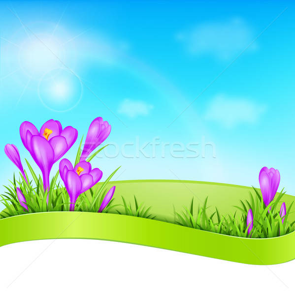 Violette crocus herbe verte printemps fleur fond Photo stock © Artspace