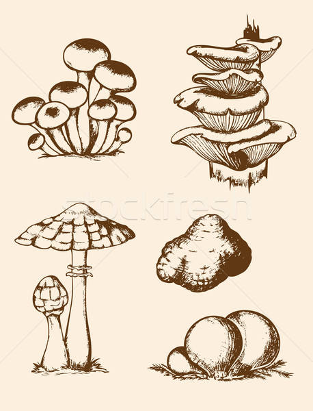 Vintage hand drawn forest mushrooms Stock photo © Artspace