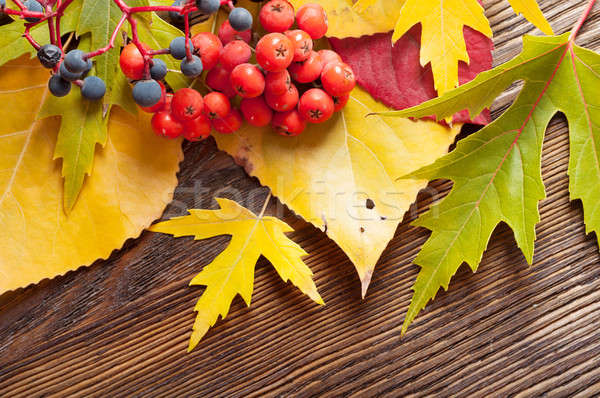 Falling leaves and rowan berries. Stock photo © Artspace